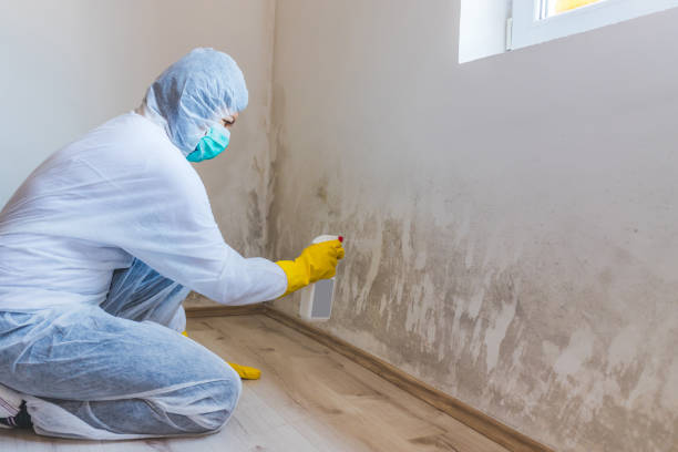 Licensed Commercial Mold Remediation service in Newton, TX - Car Mold Remediation